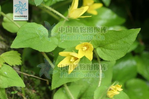 甲禾灵：金银花的“绿色守护者”
