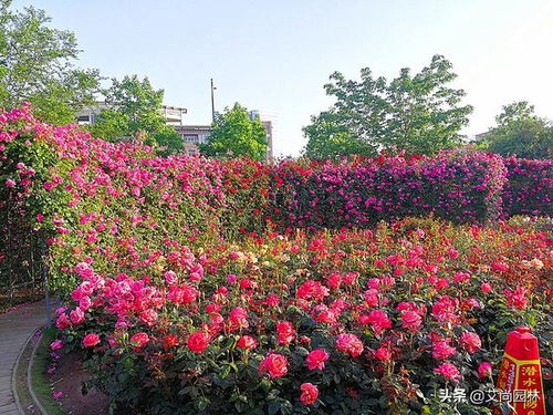 月季园里花儿俏， 市民游客乐逍遥