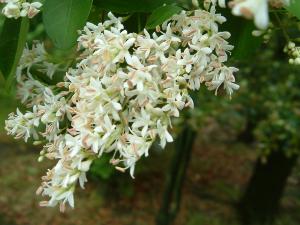 水蜡一平米种植多少株？揭秘种植技巧！