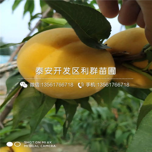 沂蒙霜红桃，口感独特