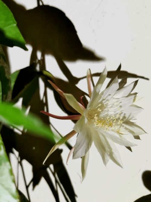 四季桂真的能全年开花吗？这是怎样的神奇植物