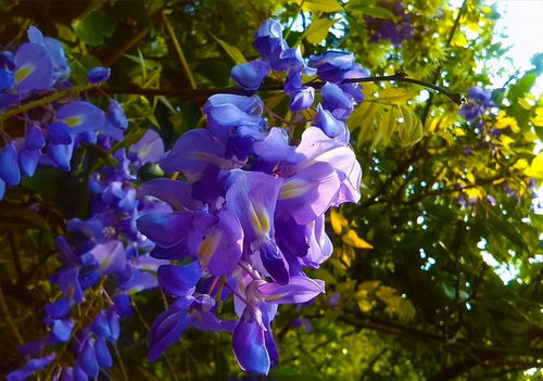 种植蔷薇的小贴士：让美丽在北方绽放