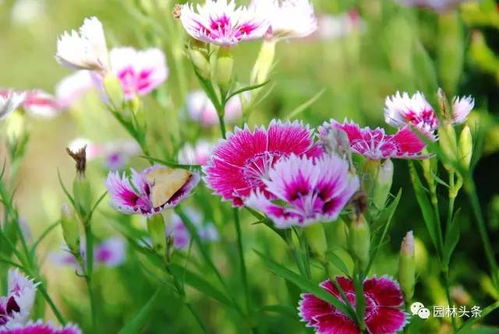 新手种植的注意事项