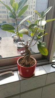 先说说 得堪堪摇钱树住的环境怎么样