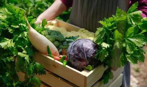 这样做对蔬菜生长有影响吗？