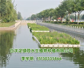 人工浮岛适合种植耐水湿、根系发达的植物