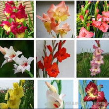 引子：为啥我想知道唐菖蒲种球的价格