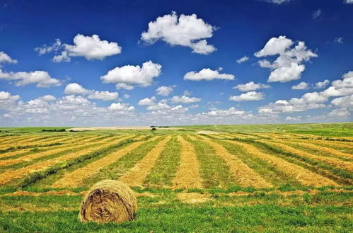 杂货商：橡树种植补贴政策了解一下