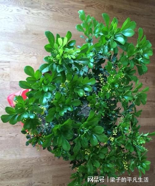 揭秘米兰花的四季绽放：一年开花几次，全年花开不断？