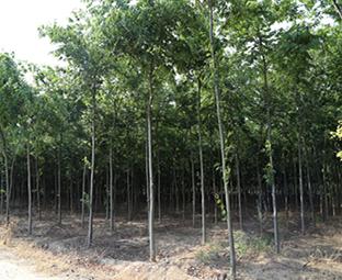 为什么榉树如此受欢迎？