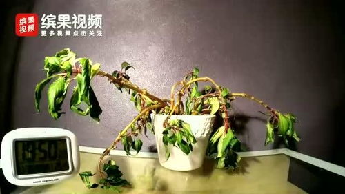 枯萎植物能否恢复生机？