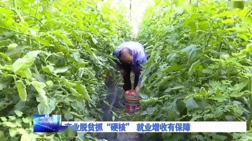 探寻野油菜生长奥秘与营养价值