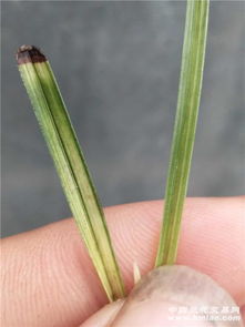 第八步：光照疗法， 促进增粗