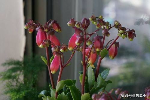 菊花栽培用哪种土？这样配土长得旺