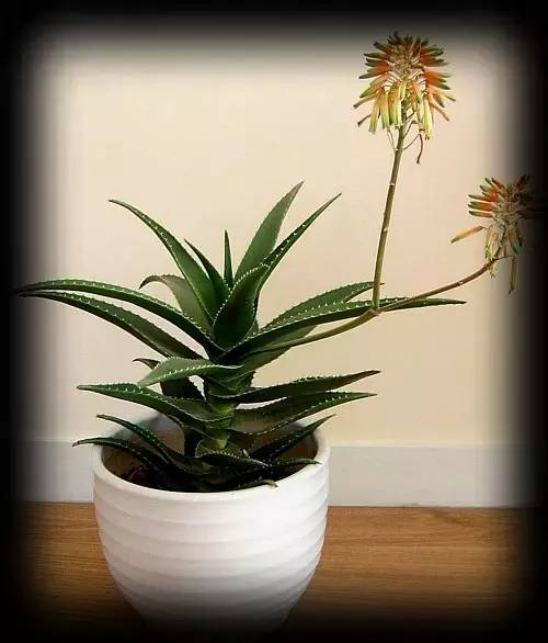 移植小经验， 告诉你