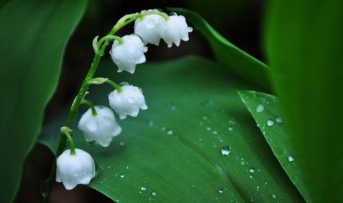 铃兰花，寓意纯洁与希望