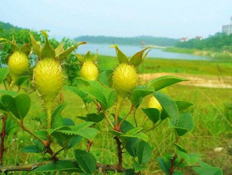 药草的种植与利用