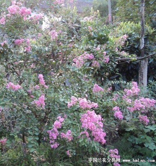 紫薇树的开花周期