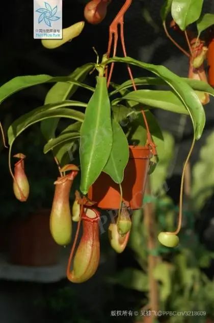 猪笼草的神奇捕虫