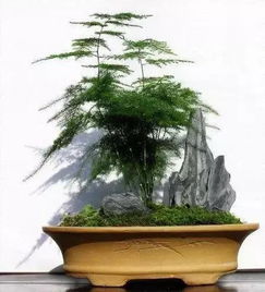 簕竹盆景， 如何让它长得美美的，不黄叶不枯萎？