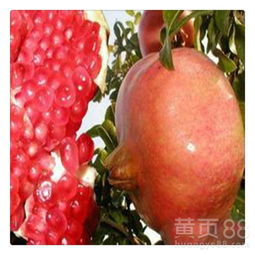 石榴盆栽的种植要点