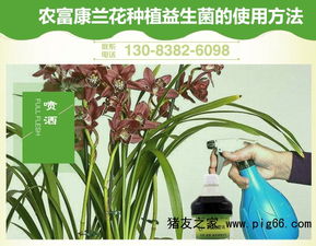 兰花喷百菌清，比例大揭秘！