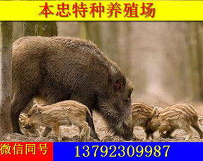 狐狸配种期管理，关注发情、交配、妊娠等关键环节