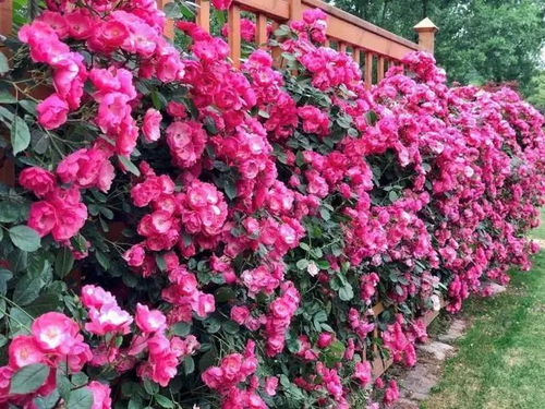 风中玫瑰， 独特魅力