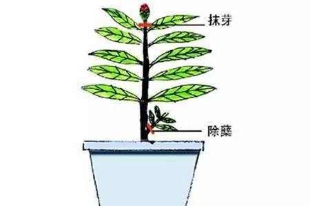 枫树修剪方法：通过修剪去除病弱枝、过密枝