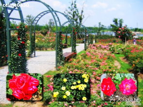 辰山植物园月季园，荣获世界优秀月季园称号！