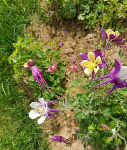 适合北方种植的多年生草花