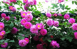 阳台月季，阳台上的绿色精灵