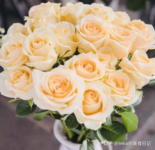 养玫瑰花的水里加什么好？揭秘延长花期的小秘诀