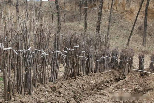 摇钱树村的逆袭：从无到有的转变