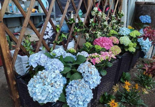 基因标记技术助力花卉培育