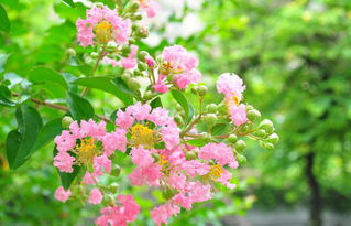 白紫薇：银白如雪， 清雅无比