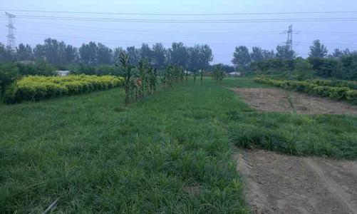 丹麦草种植养护全攻略