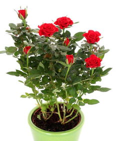 枝条的细心呵护