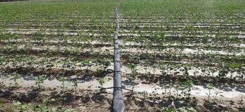 大棚棉花管理技术，关注棉花生长环境调控与病虫害防治