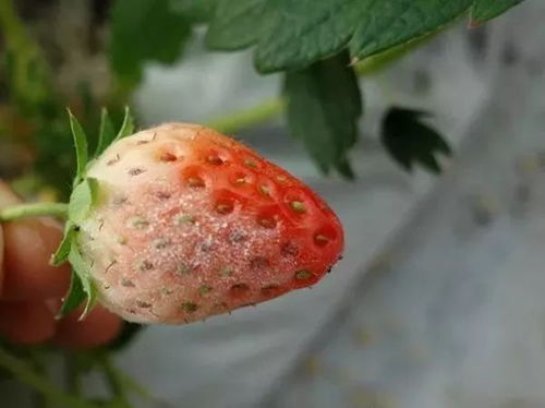 天气原因， 也可嫩导致草莓花焦心