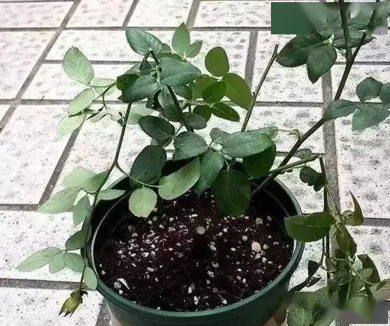 半折枝条， 让月季底部冒出新芽