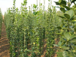 价格波动大， 得堪市场行情