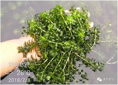 夏日炎炎，草坪也要清凉一夏！