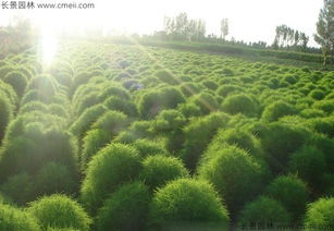 播种量， 种植方式不同计算方法也不同