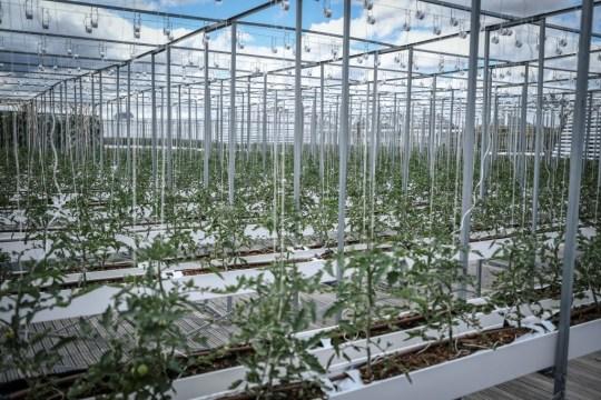 如何科学栽培大绿豆，实现高产