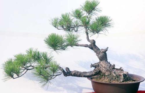 第一招：土壤搭配， 松树爱呼吸的“跑鞋”