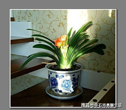揭秘君子兰的性别之谜：单性还是双性？以及它属于单子叶还是双子叶植物？