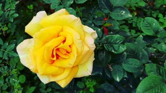 杀菌剂，月季花的好伙伴