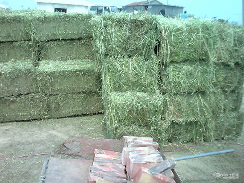 苜蓿：羊舍优质主草料