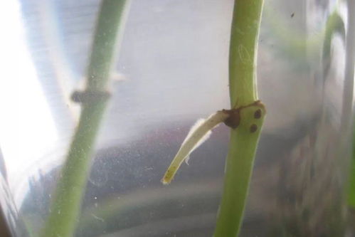 绿萝花茶：茶香与花香交织